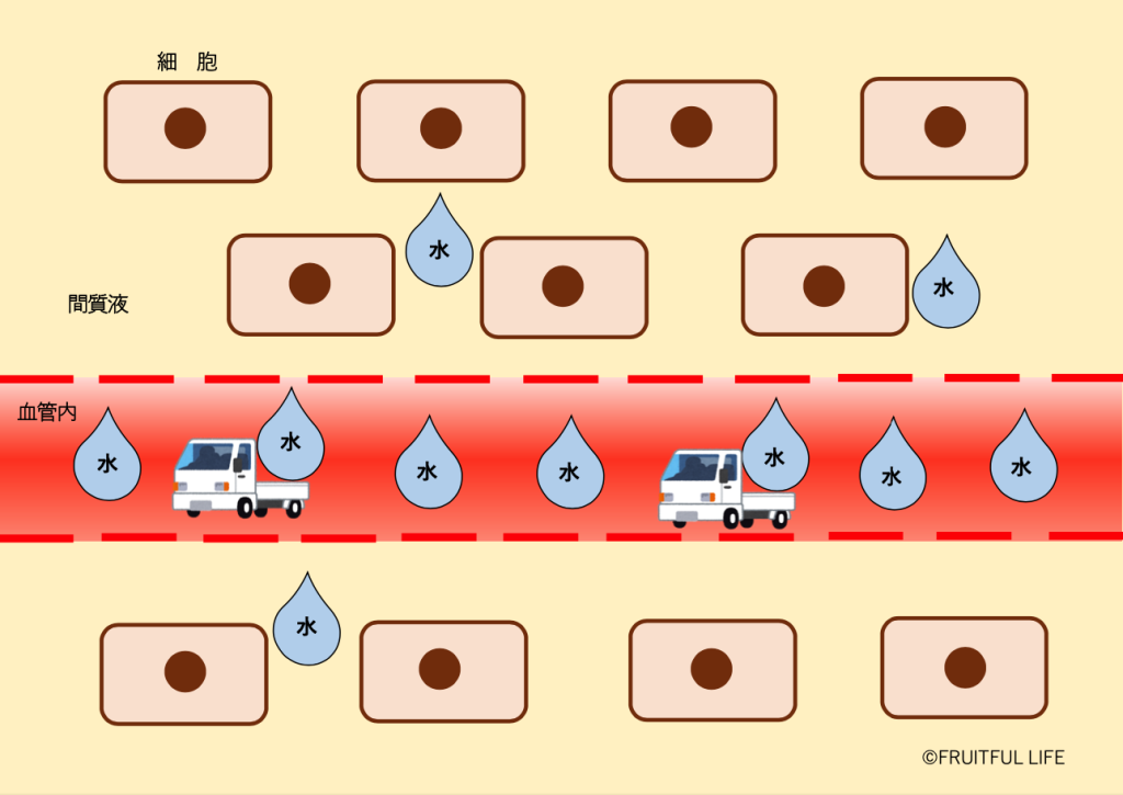 アルブミンが血管内で水分を保持し、運搬している様子