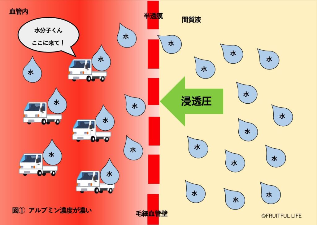 アルブミン濃度が濃いので、血管内に十分な水分が保持され、血液循環が保たれている様子
