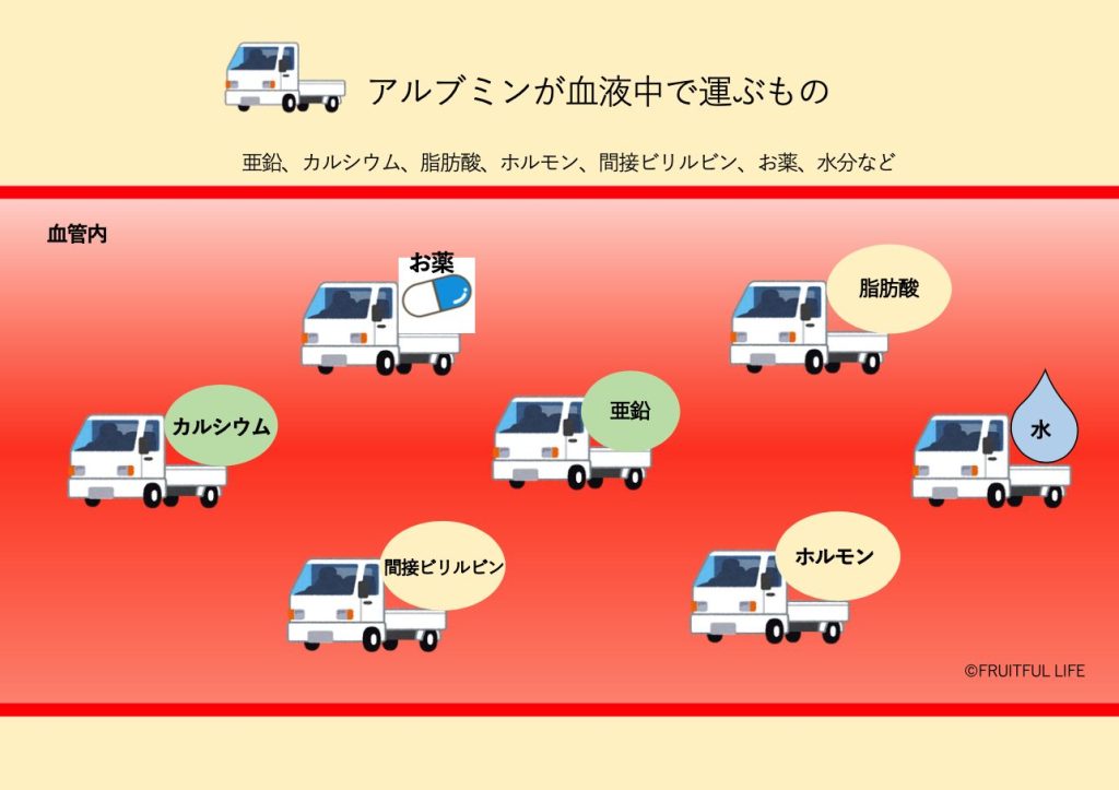 アルブミンが血液中で、亜鉛、カルシウム、脂肪酸、ホルモン、間接ビリルビン、お薬、水分などを運搬している様子