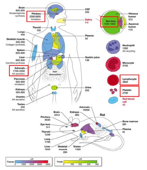 ヒトの体内でのビタミンC濃度を示す画像