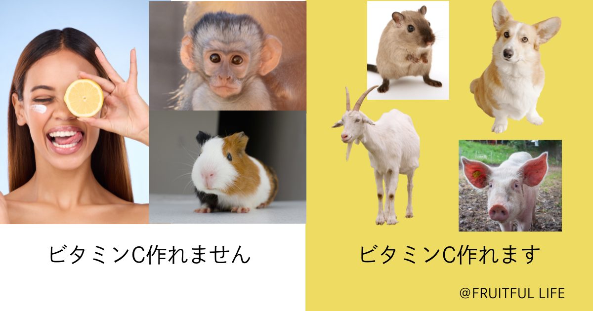 ビタミンCを合成できる生き物と、ビタミンCを合成できない生き物の画像